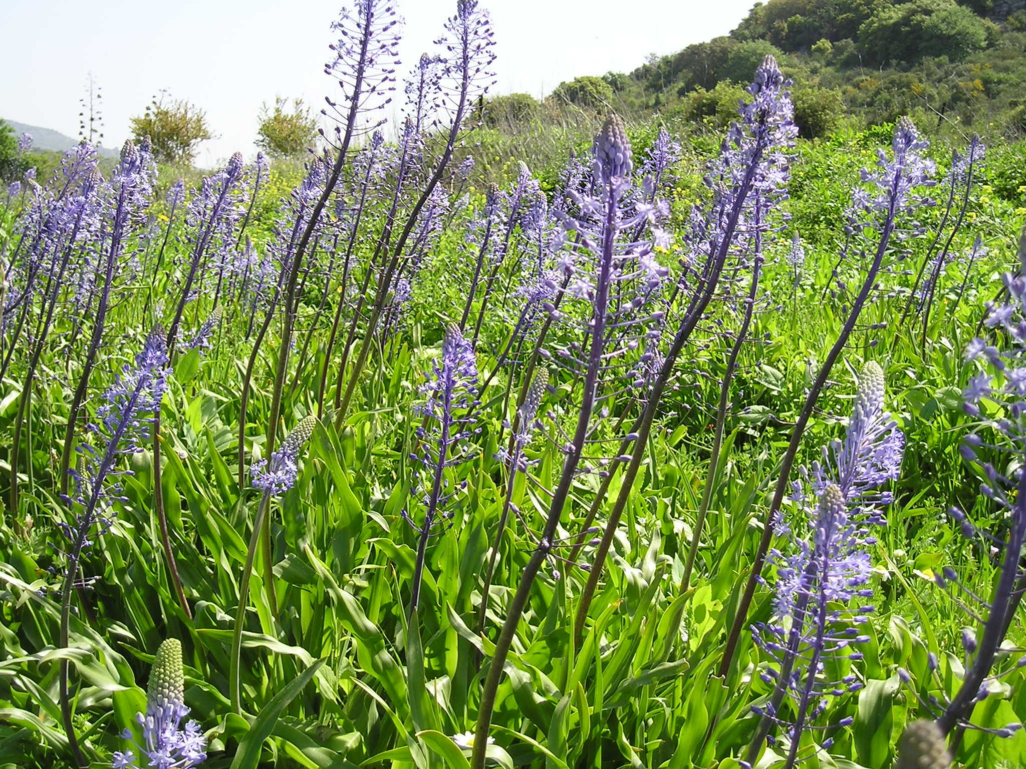 בן חצב יקינתוני / Scilla hyacinthoides - זרעים מציון
