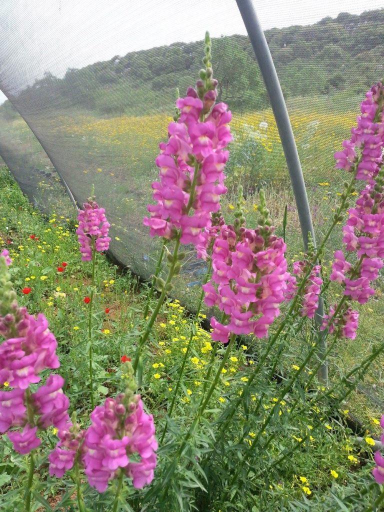 לוע-ארי גדול / Antirrhinum majus - זרעים מציון
