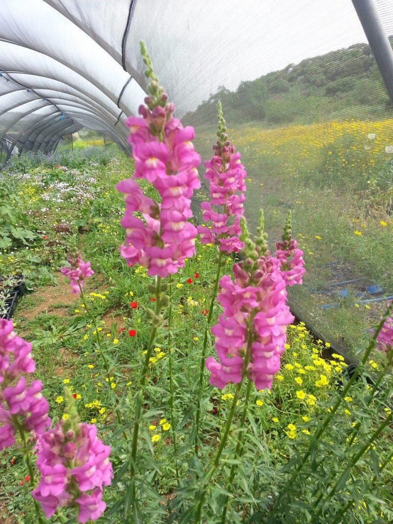 לוע-ארי גדול / Antirrhinum majus - זרעים מציון