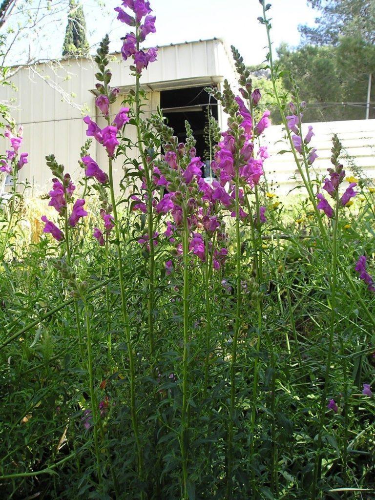 לוע-ארי גדול / Antirrhinum majus - זרעים מציון