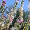 ערברבה שעירה / Epilobium hirsutum