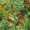 גומא צפוף / Cyperus alopecuroides