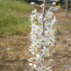 חצב מצוי / Drimia maritima
