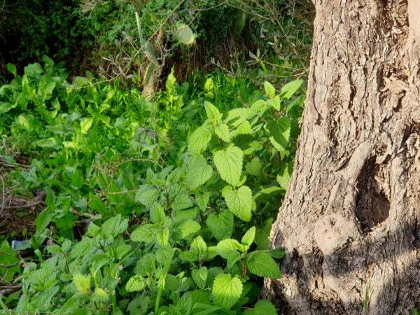 נענע משובלת / Mentha longifolia