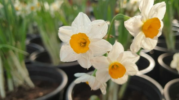 נרקיס מצוי / Narcissus tazetta