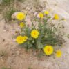 צפורני-חתול מצויות / Calendula arvensis
