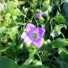 פעמונית ירושלים / Campanula hierosolymitana