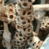 צמר מפוצל / Eromostachys laciniata