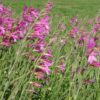 סייפן התבואה / Gladiolus italicus