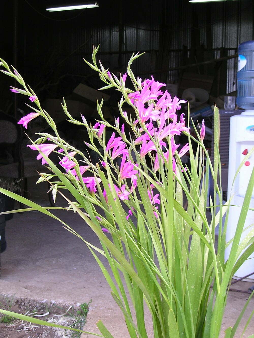 סייפן התבואה / Gladiolus italicus