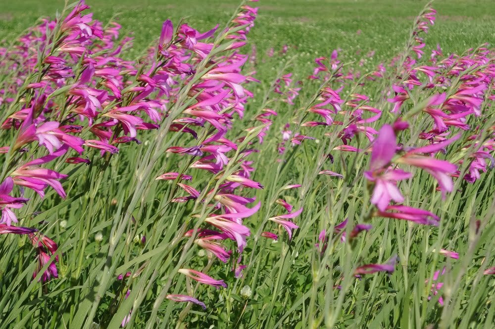 סייפן התבואה / Gladiolus italicus