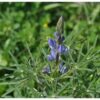 תורמוס צר עלים / Lupinus angustifolius