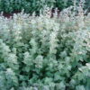אזוב מצוי - זעתר / Origanum syriacum
