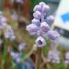 כדן קטן-פרחים / Muscari parviflorum
