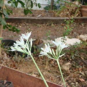 חבצלת קטנת פרחים / Pancratium parviflorum