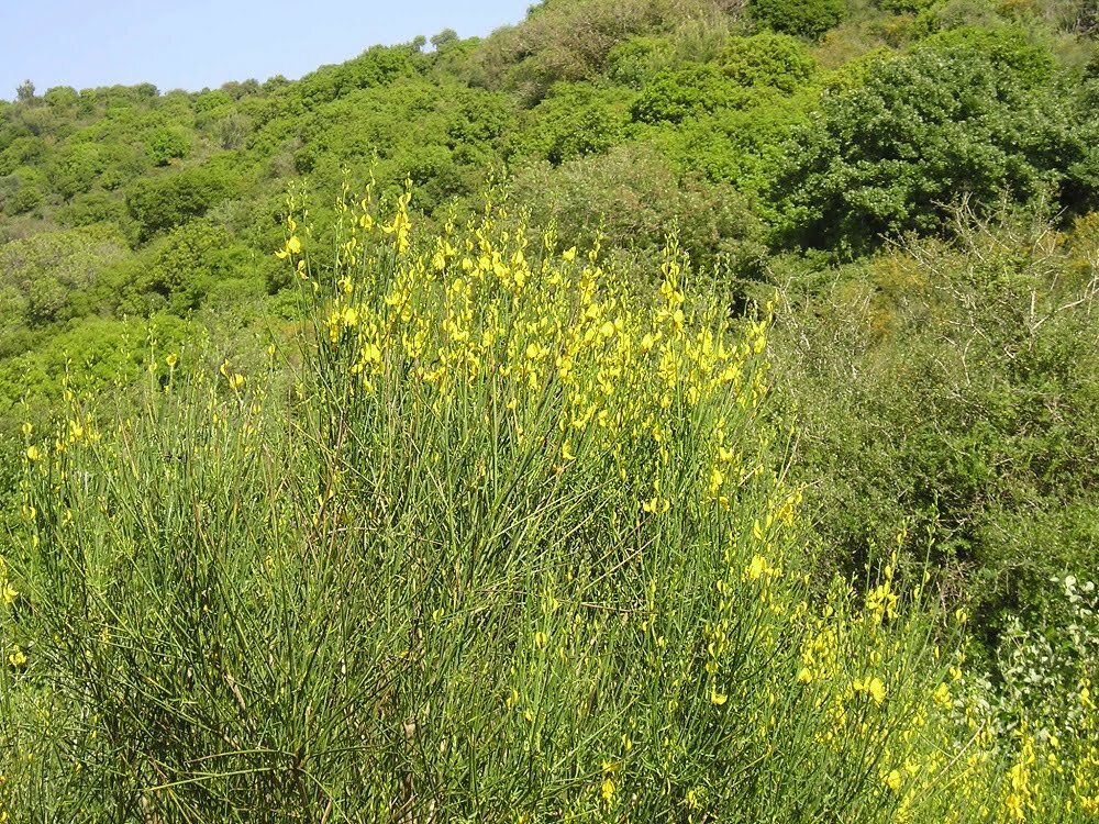 זרעי אחירותם החורש / Atlantic Pistacia
