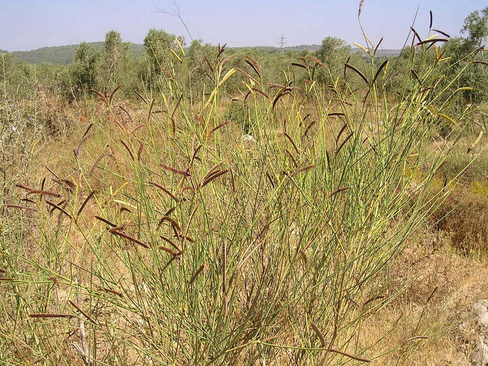 זרעי אחירותם החורש / Atlantic Pistacia