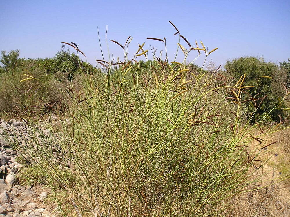 זרעי אחירותם החורש / Atlantic Pistacia