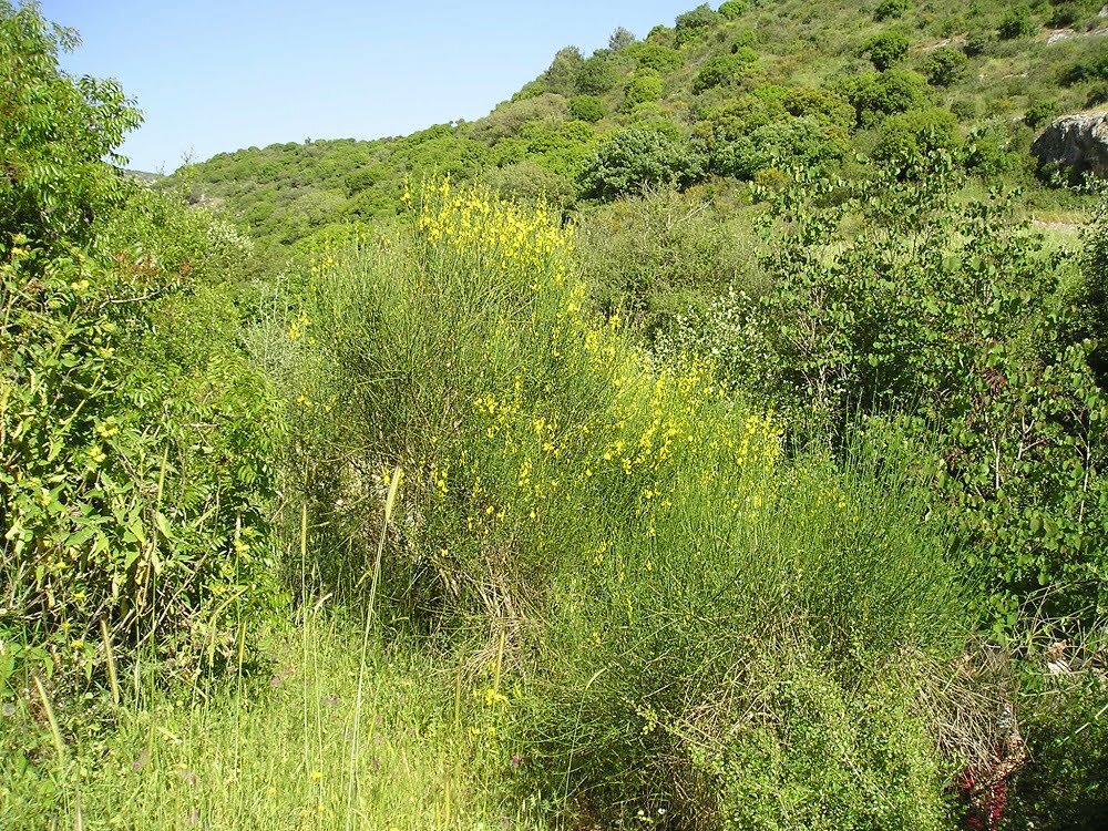 זרעי אחירותם החורש / Atlantic Pistacia
