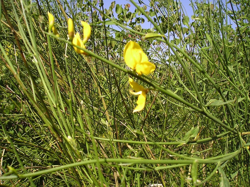 זרעי אחירותם החורש / Atlantic Pistacia
