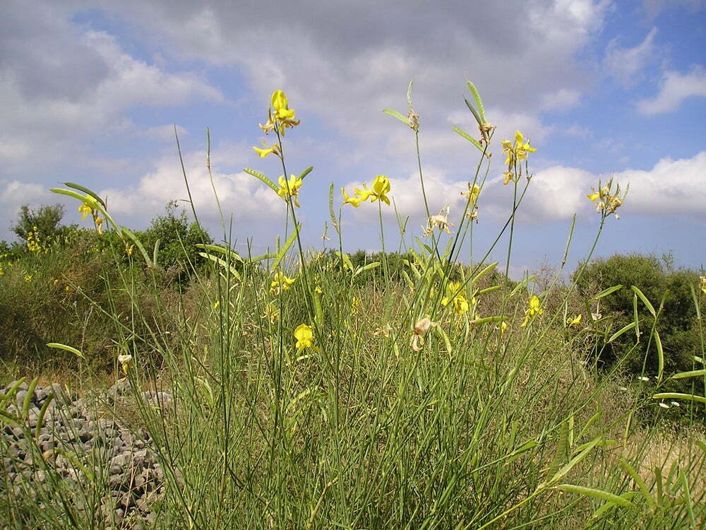 זרעי אחירותם החורש / Atlantic Pistacia