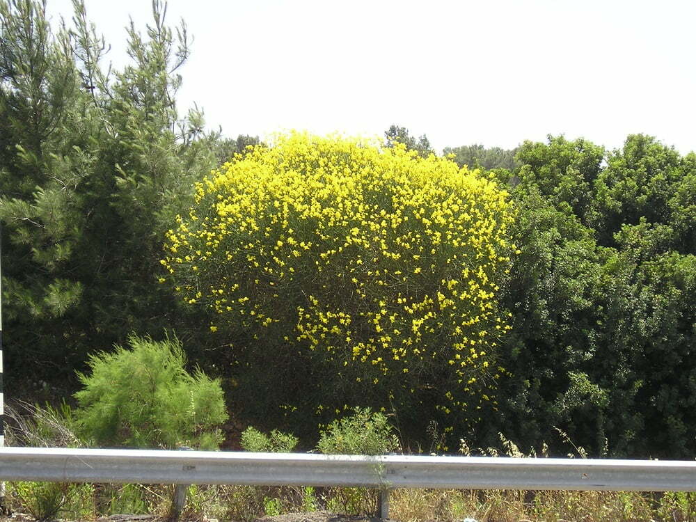 זרעי אחירותם החורש / Atlantic Pistacia