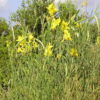 זרעי אחירותם החורש / Atlantic Pistacia