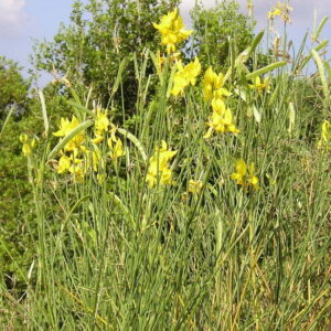 זרעי אחירותם החורש / Atlantic Pistacia