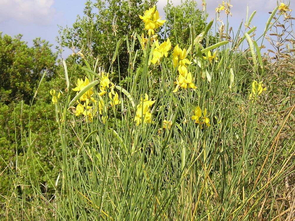 זרעי אחירותם החורש / Atlantic Pistacia