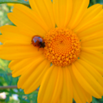 חרצית עטורה / Chrysanthemum Coronarium