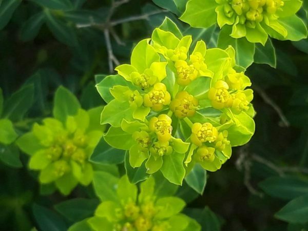 חלבלוב מגובשש / Euphorbia hierosolymitana