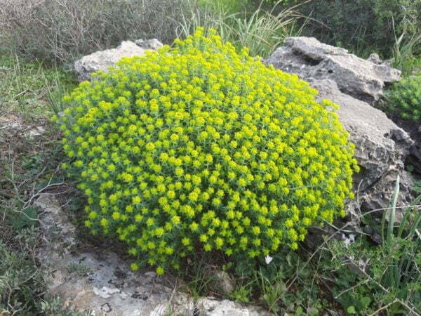 חלבלוב מגובשש / Euphorbia hierosolymitana