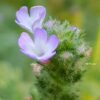 ורבנה רפואית / Verbena officinalis