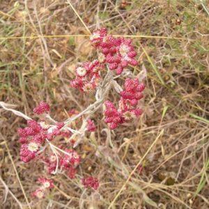 דם המכבים / Helichrysum sanguineum