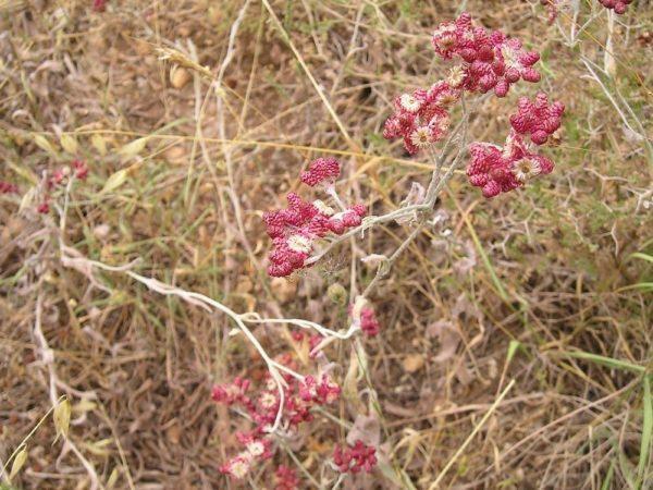 שתיל דם המכבים / Helichrysum sanguineum
