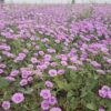 חבלבל המשי / Convolvulus stachydifolius