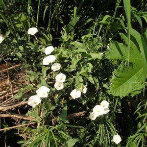 עלי חבלבל השדה לחליטת מרפא / Convolvulus arvensis