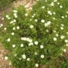 לוטם מרווני / Cistus salviifolius