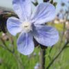 לשון הפר הסמורה / Anchusa-strigosa