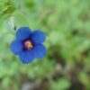 מרגנית השדה / Anagallis Arvensis