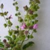 מרווה מנוצה / Salvia pinnata