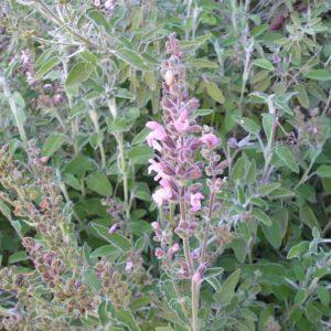 מרווה משולשת / Salvia fruticosa Mill