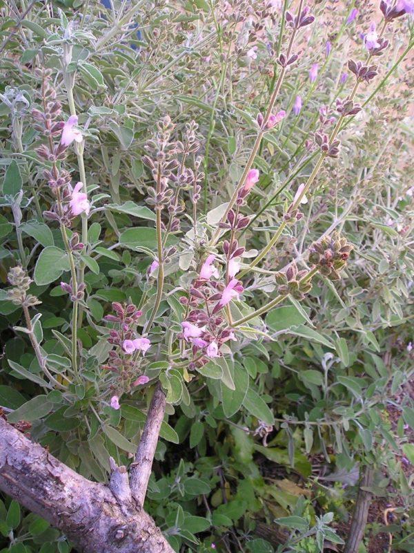 עלי מרווה משולשת לחליטת מרפא / Salvia fruticosa Mill