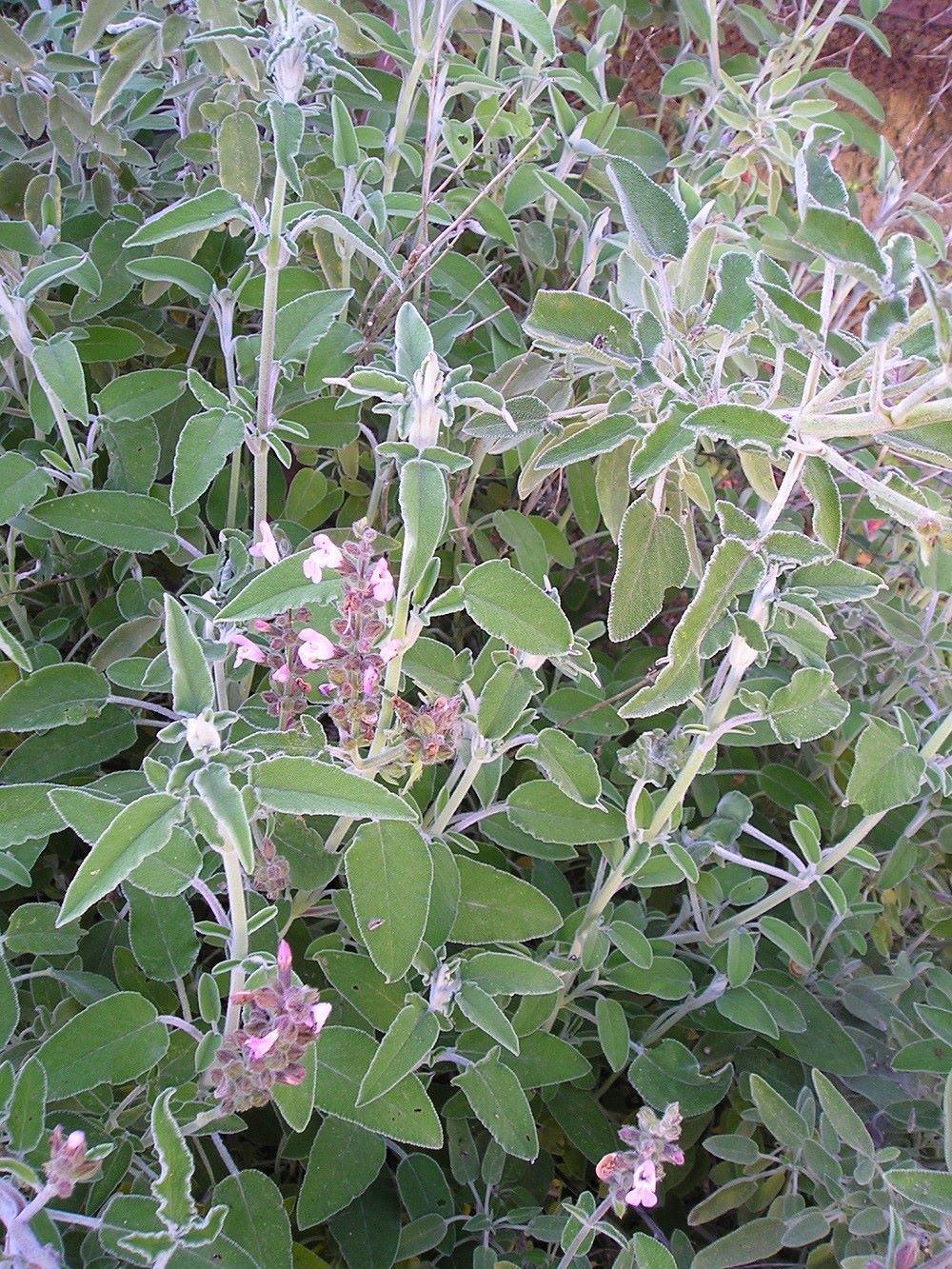 עלי מרווה משולשת לחליטת מרפא / Salvia fruticosa Mill
