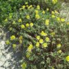 נר הלילה החופי / Oenothera drummondii
