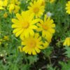 סביון אביבי / Senecio vernalis