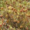 סירה קוצנית / Sarcopoterium spinosum