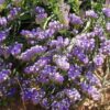 זרעי עדעד כחול / Limonium sinuatum