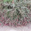 עכנאי שרוע / Echium angustifolium