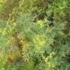 פיגם מצוי / Ruta chalepensis